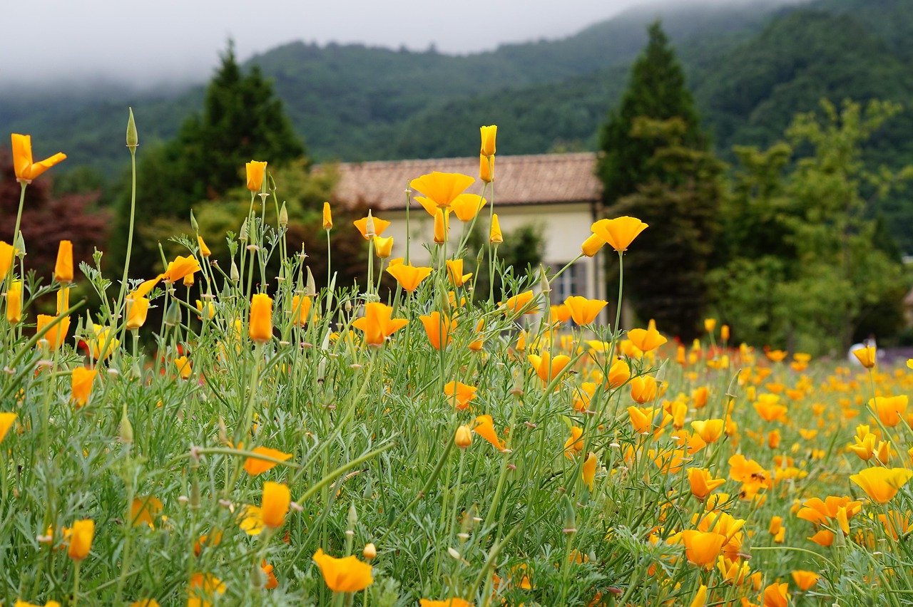 铁塔猫冰激凌爆珠(粗):公司代理机构怎么注册