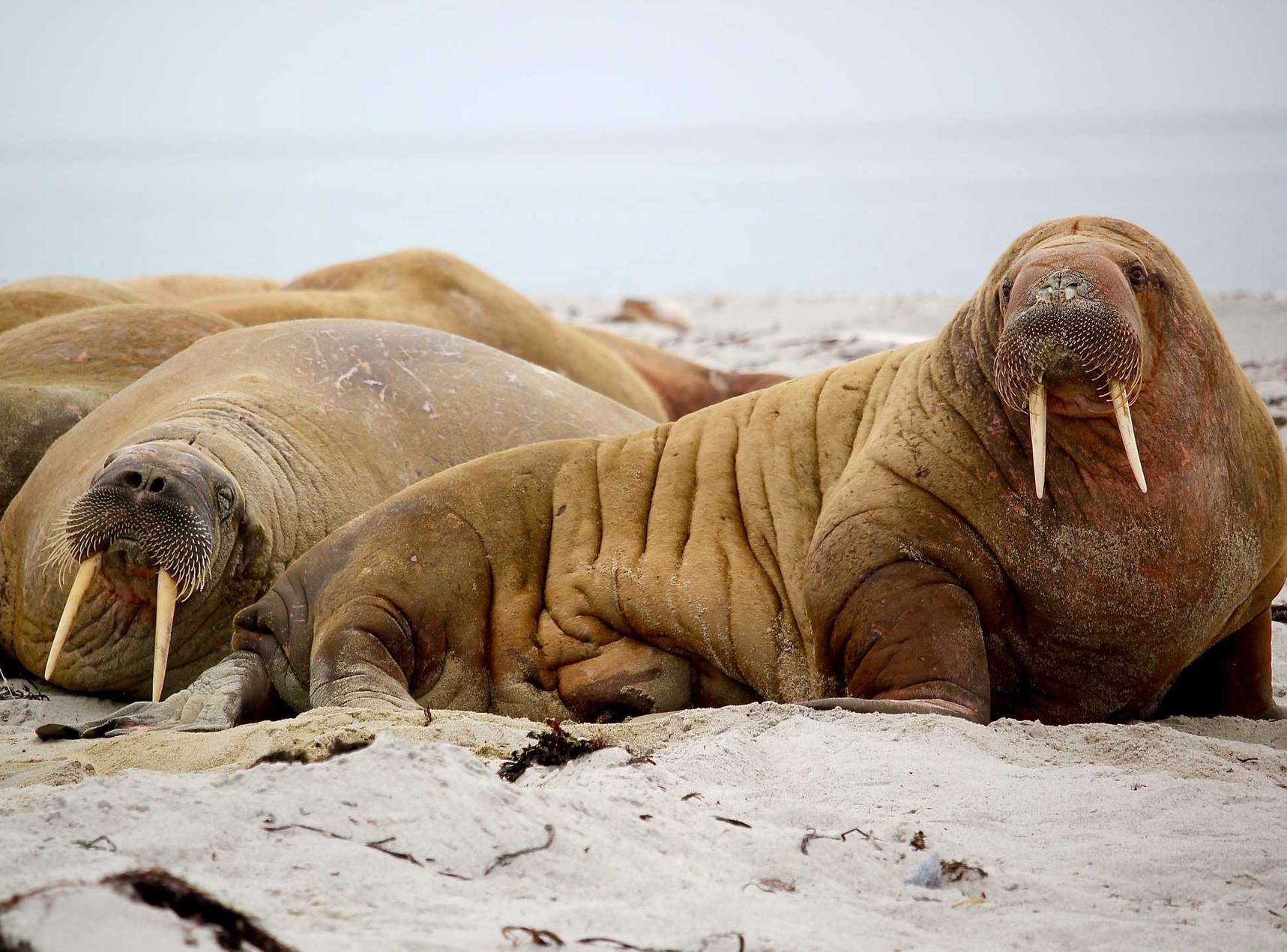 Peel百乐陈皮爆珠（细）：武清专业代理商标注册机构